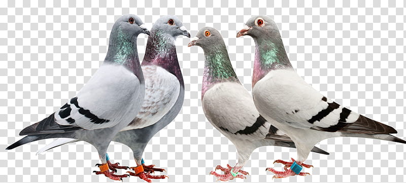 Dove Bird, Pigeons And Doves, Beak, Feather, Rock Dove, Dove, Adaptation, Animal Figure transparent background PNG clipart