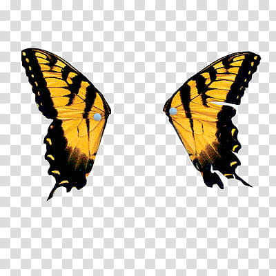 black and yellow butterfly wings transparent background PNG clipart