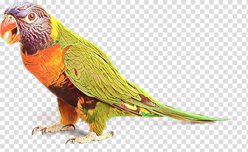 Bird Parrot, Macaw, Loriini, Parakeet, Beak, Feather, Pet, Lorikeet transparent background PNG clipart