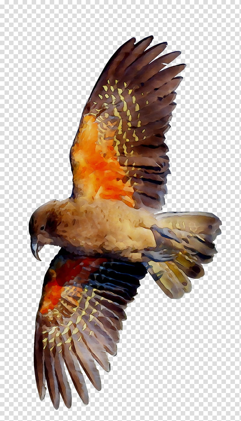 Bird, Eagle, Hawk, Vulture, Beak, Falcon, Feather, Wing transparent background PNG clipart