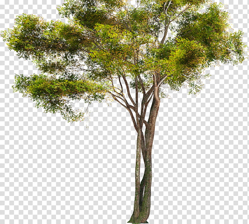 Oak Tree Leaf, Trunk, Branch, Black Alder, Shrub, Snag, Plants, English Oak transparent background PNG clipart