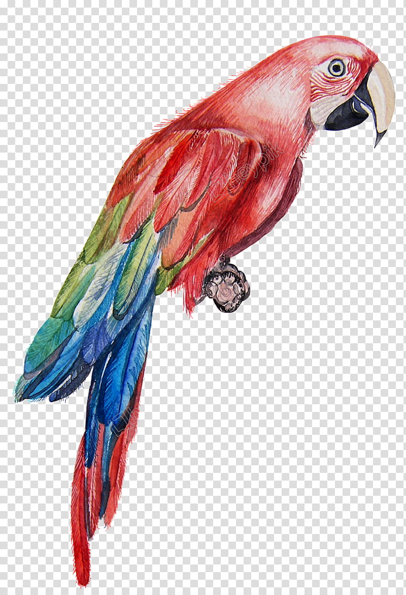 Bird Parrot, Macaw, Watercolor Painting, Drawing, Cartoon, Canvas, Acrylic Paint, Poster transparent background PNG clipart