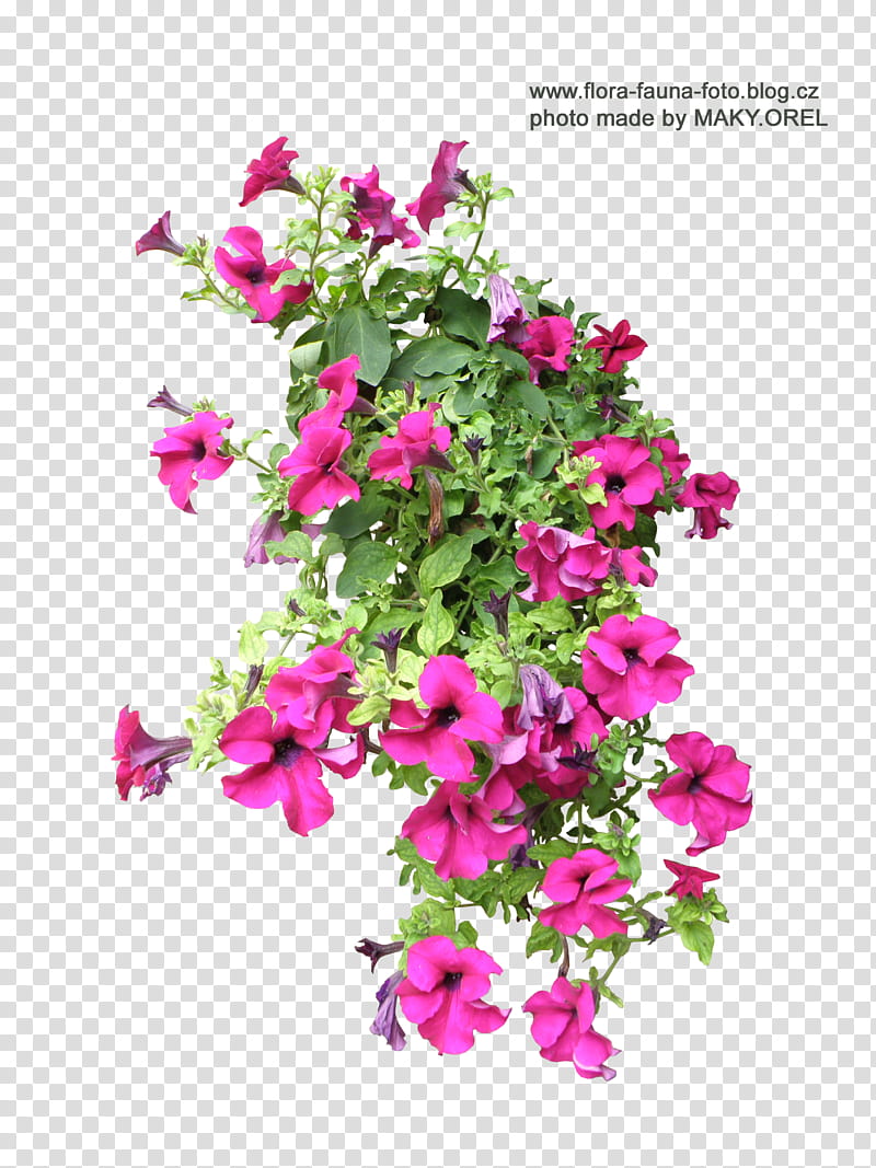 SET Petunia flower , pink flowers with text overlay transparent background PNG clipart