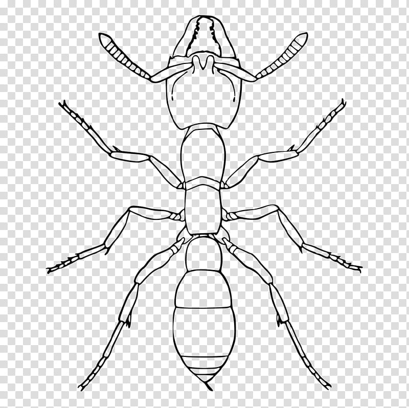 Cartoon Spider, Amblyopone, Insect, Amblyopone Pallipes, Austropotamobius Pallipes, Ant, White, Pest transparent background PNG clipart