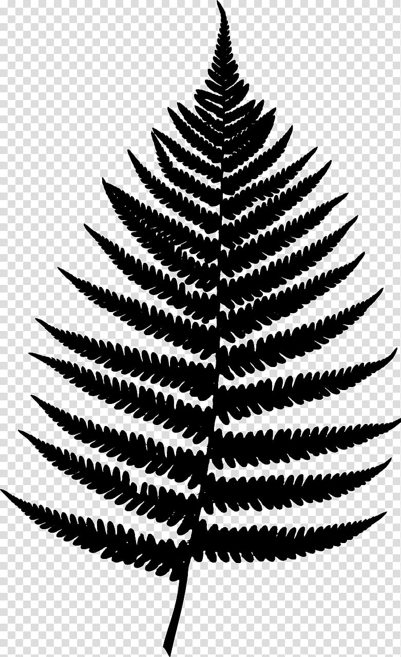 Black And White Flower, Poster, Fir, Vascular Plant, Motif, Plants, Interior Design Services, Drawing transparent background PNG clipart