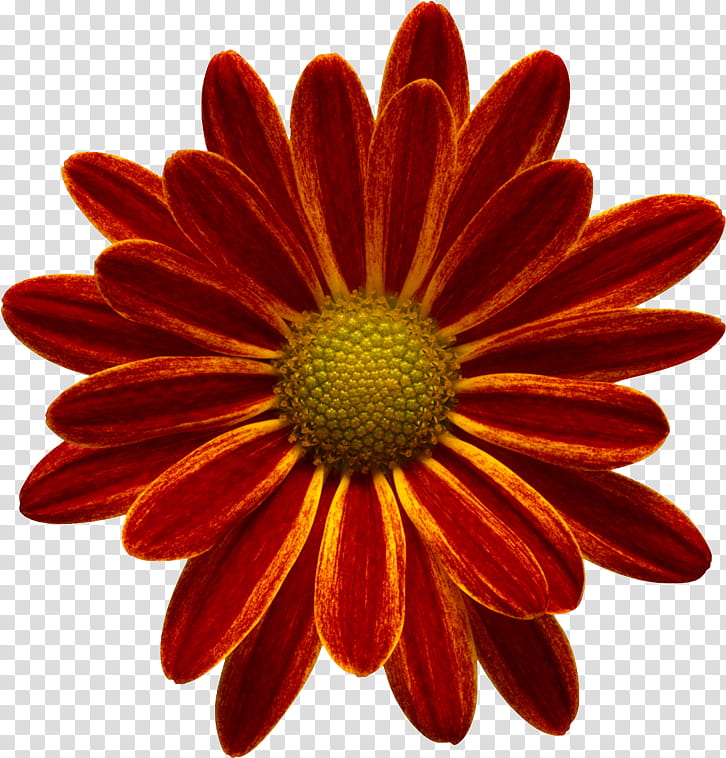 Object Petals, red gerbera daisy flower illustration transparent background PNG clipart