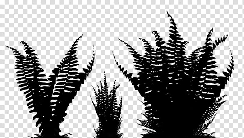 Black And White Flower, Black White M, Tree, Silhouette, Grasses, Plant, Vascular Plant, Terrestrial Plant transparent background PNG clipart
