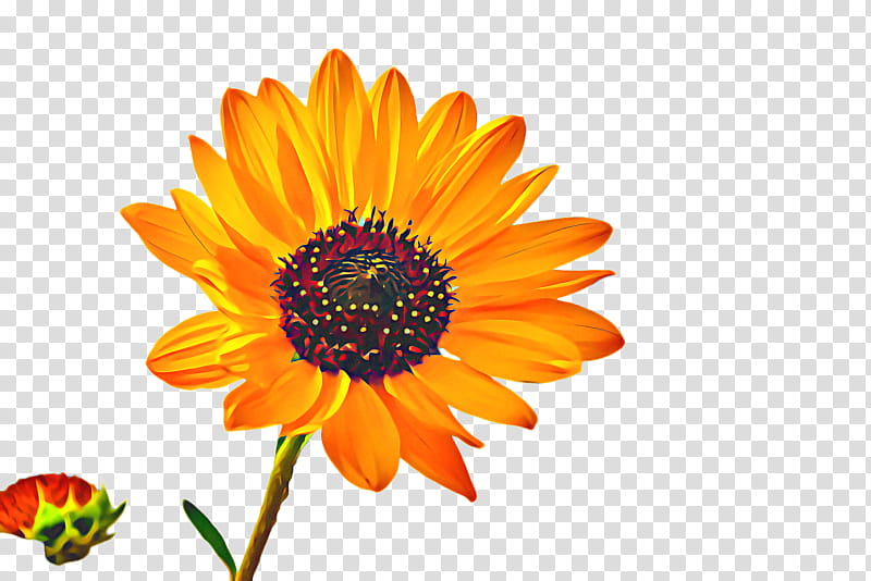 Spring Flowers, Sunflower, Flora, Bloom, Common Sunflower, Tulip, Cut Flowers, Transvaal Daisy transparent background PNG clipart