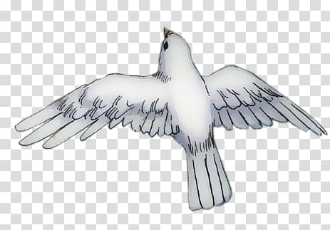 White Doves xp, dove illustration transparent background PNG clipart