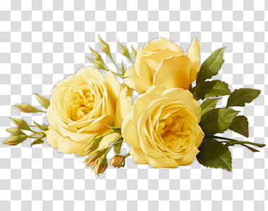 Flower , yellow rose transparent background PNG clipart