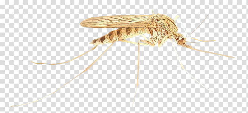 Mosquito Insect, Cartoon, Membrane, Pest, Mayflies, Drosophila transparent background PNG clipart