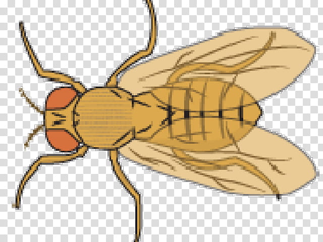 Web Design, Common Fruit Fly, Fruit Flies, Insect, Drawing, Housefly, Pest, Membranewinged Insect transparent background PNG clipart