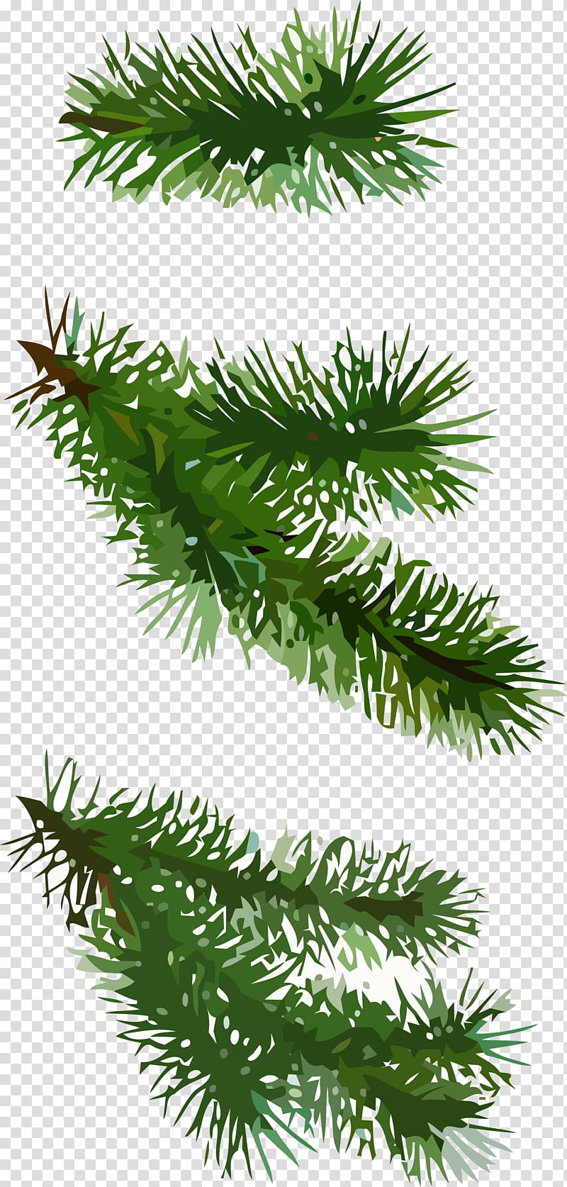 christmas pine, Shortleaf Black Spruce, Yellow Fir, Balsam Fir, Columbian Spruce, Oregon Pine, Colorado Spruce, Canadian Fir transparent background PNG clipart