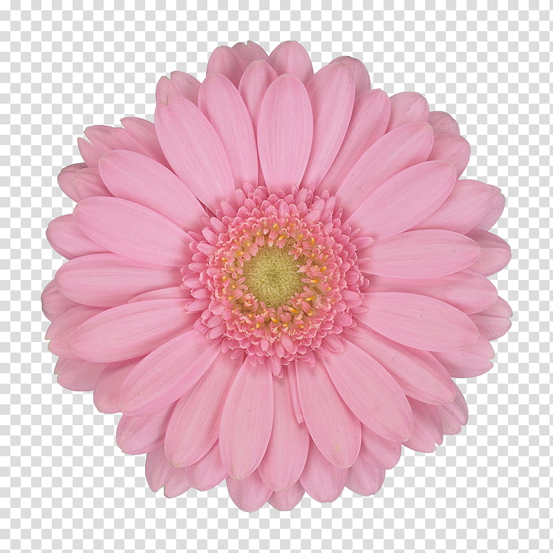 Flowers, Transvaal Daisy, Floristry, Cut Flowers, Vase Life, Chrysanthemum, Retail Assortment Strategies, Novelty Item transparent background PNG clipart
