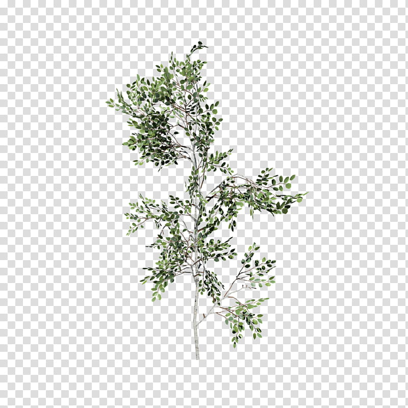 Leaf Drawing, Paper Birch, Sweetgum, Speedtree, Eastern White Pine, Deciduous, Lindens, Amazon Lumberyard transparent background PNG clipart