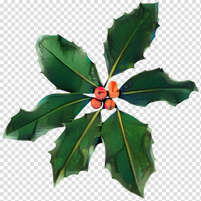 Holly Leaf, Aquifoliales, Tree, Plant, Flower, American Holly, Woody Plant, Plane transparent background PNG clipart