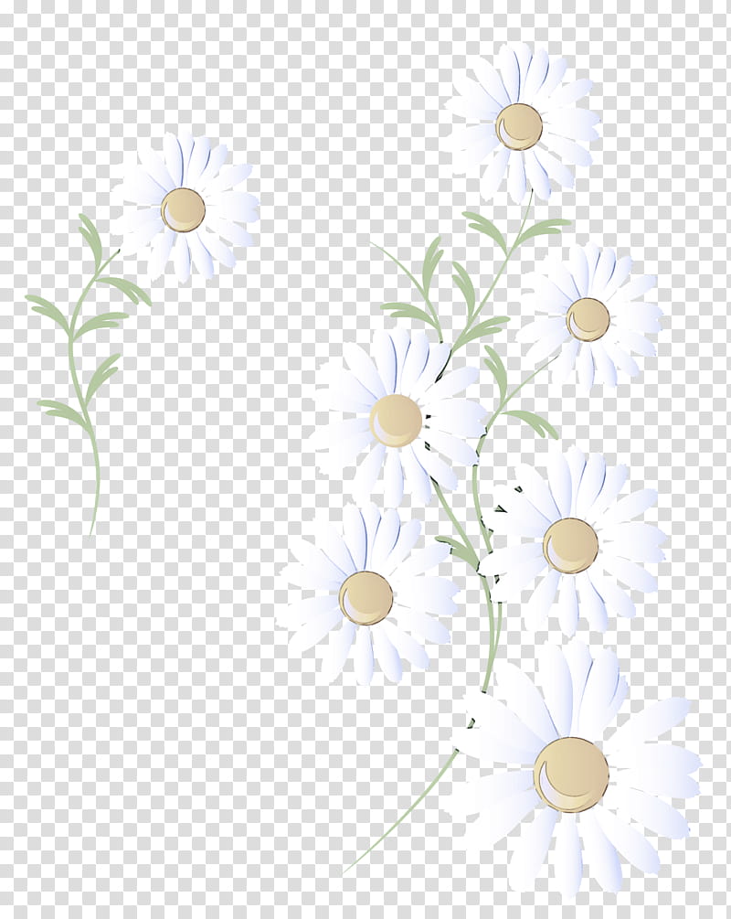 white camomile chamomile flower mayweed, Plant, Branch, Pedicel transparent background PNG clipart