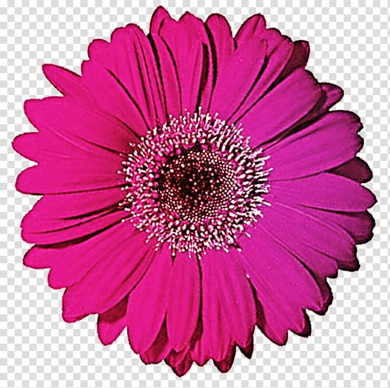 Gerber Daisy transparent background PNG clipart