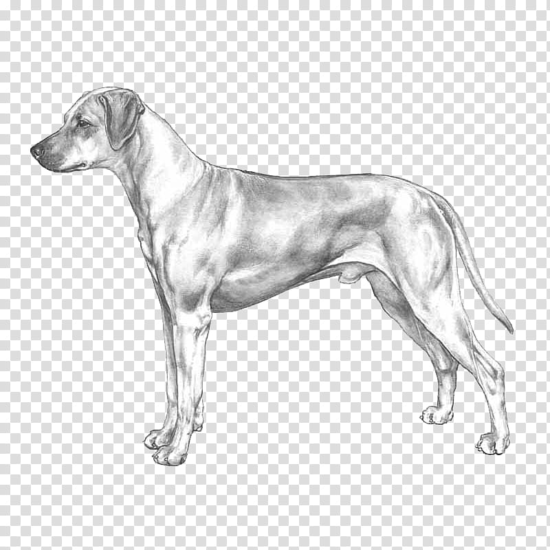 Dog Drawing, Rhodesian Ridgeback, Ariegeois, Basset Bleu De Gascogne, Retriever, Basset Hound, Hunting Dog, Standard Schnauzer transparent background PNG clipart