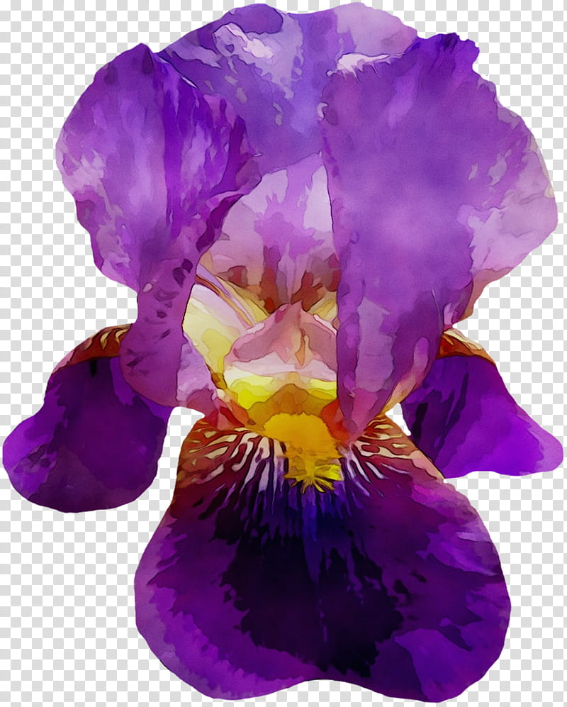 Family, Pansy, Purple, Petal, Violet, Flower, Iris, Plant transparent background PNG clipart