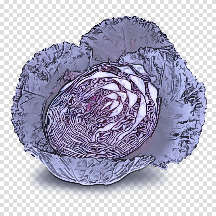 cabbage purple violet wild cabbage vegetable, Red Cabbage, Dishware, Plant, Flower, Tableware transparent background PNG clipart