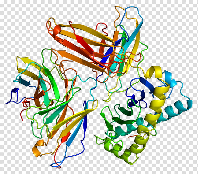 Cd8a Text, Protein, Hlaa, Cluster Of Differentiation, Human Leukocyte Antigen, Cd3d, Hlag, Glycoprotein transparent background PNG clipart