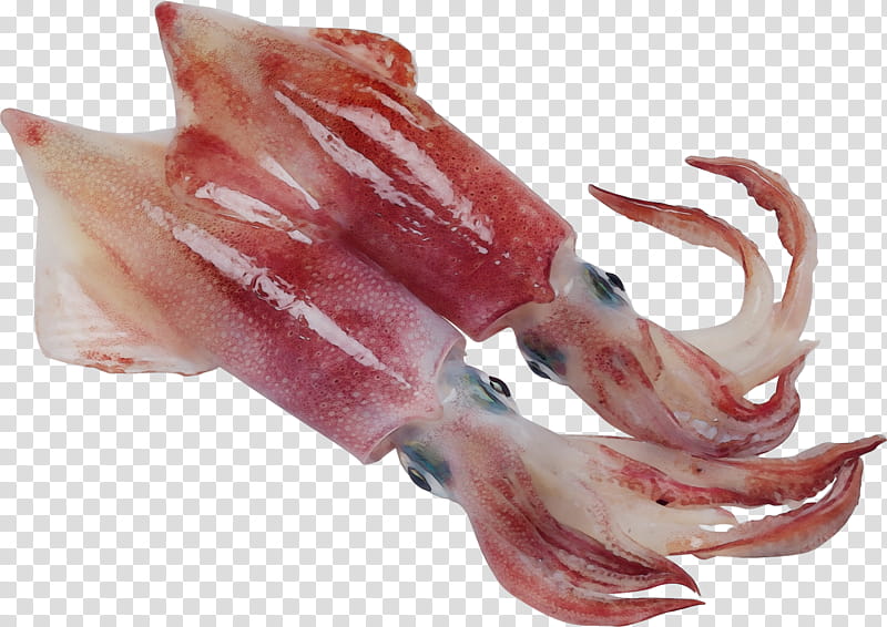 squid animal fat seafood food octopus, Watercolor, Paint, Wet Ink, Marine Invertebrates, Cuisine, Lamb And Mutton, Meat transparent background PNG clipart