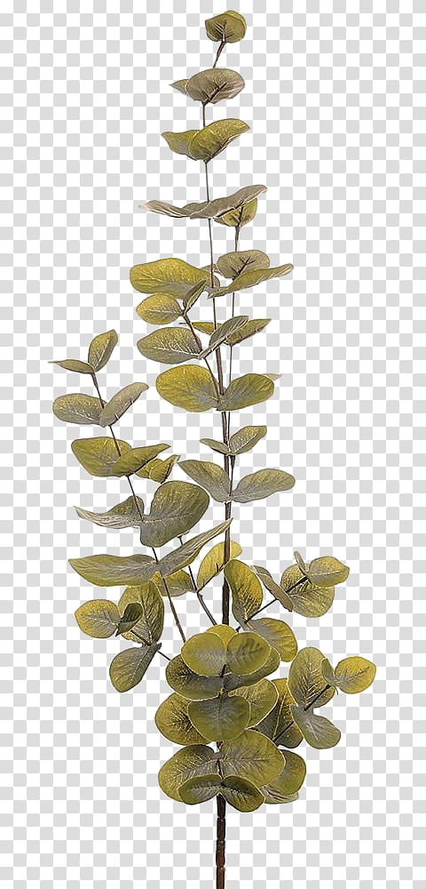 Foliage, green leafed plant transparent background PNG clipart