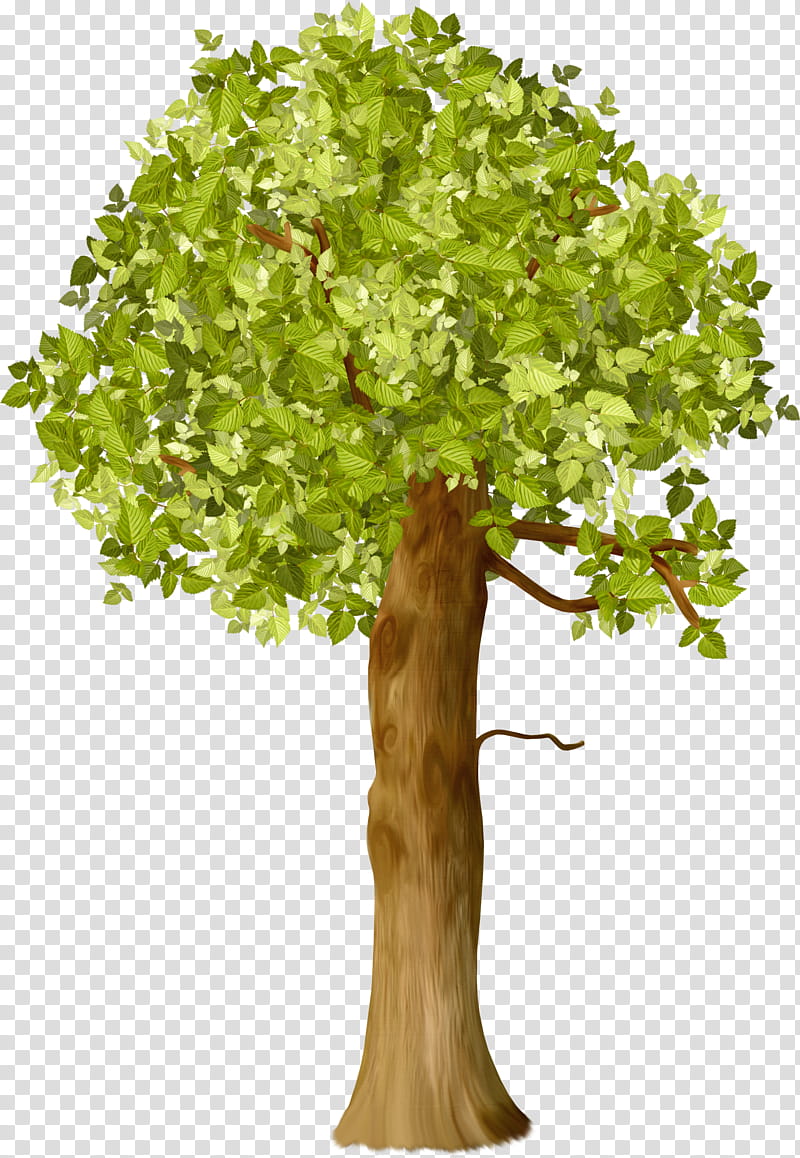 Oak Tree Leaf, Shrub, Agronom To, Branch, Plants, Garden, Istik, Plant Stem transparent background PNG clipart