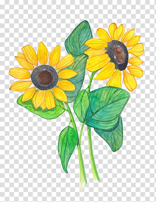 Watercolor Floral s, yellow sunflower painting transparent background PNG clipart