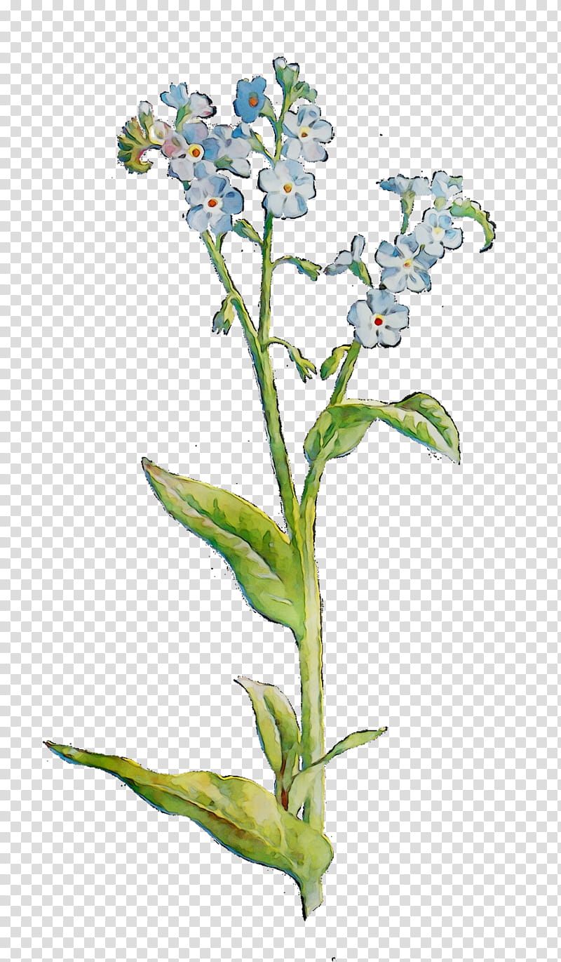 Family, Borages, Herbaceous Plant, Plant Stem, Flower, Plants, Alpine Forgetmenot, Borage Family transparent background PNG clipart