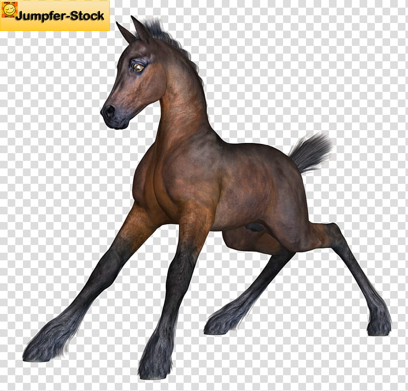 Foal , brown and black horse transparent background PNG clipart