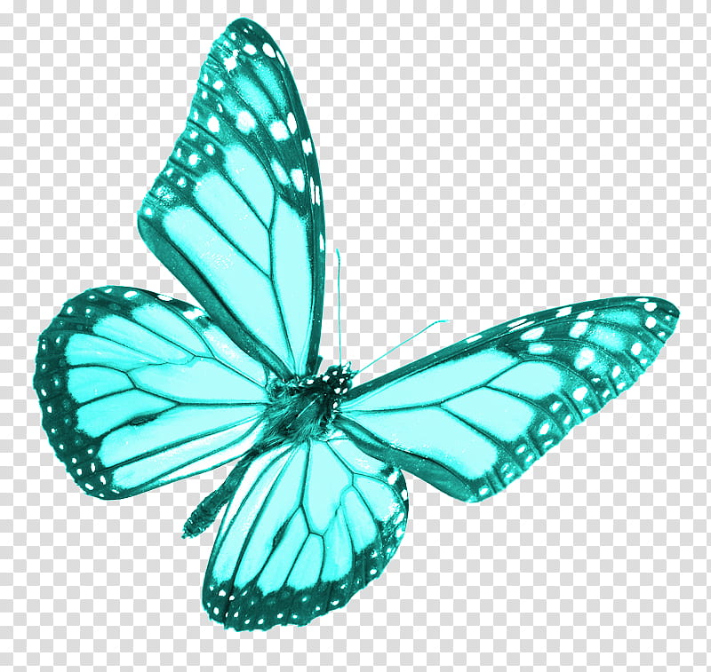 teal butterfly screenshot transparent background PNG clipart