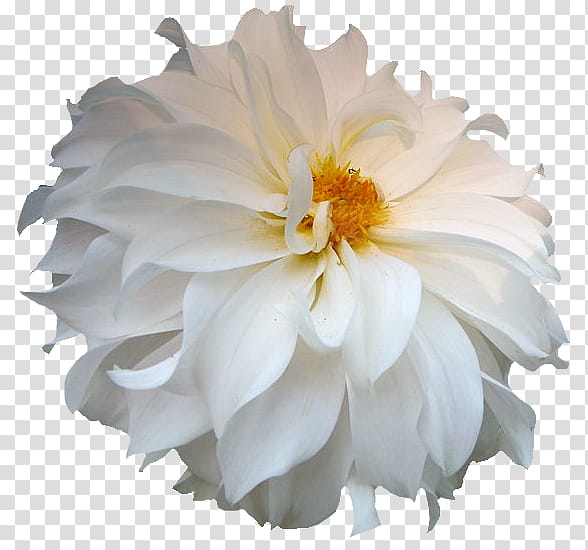 nature, white petaled flower in bloom transparent background PNG clipart