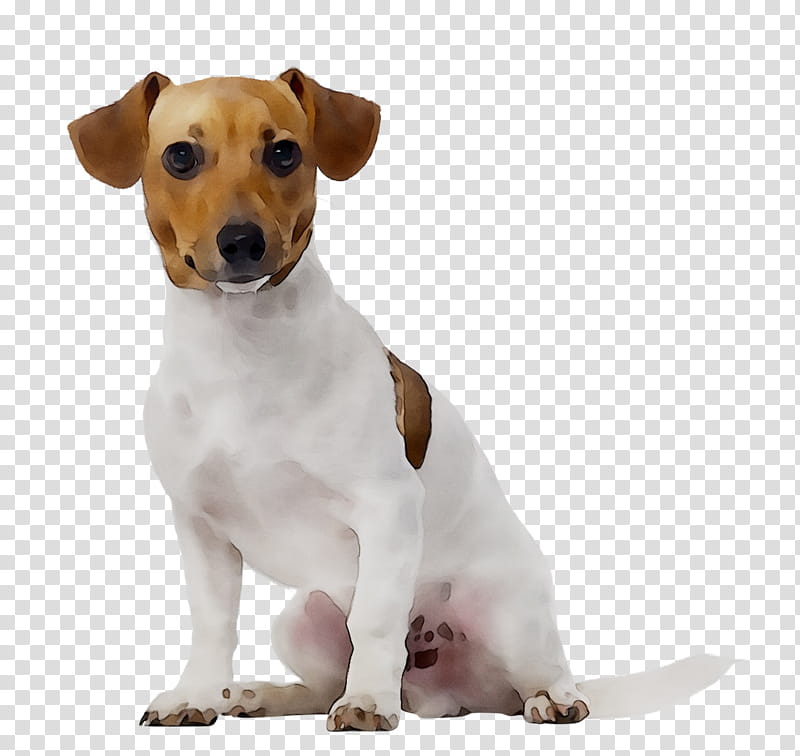 Dog And Cat, Jack Russell Terrier, Pet, Pet Sitting, Dog Walking, Dog Daycare, Eukanuba, Dog Grooming transparent background PNG clipart