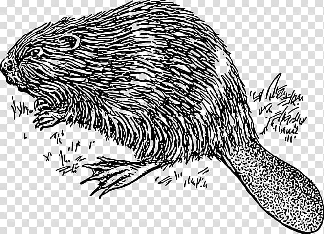 Otter, Line Art, Drawing, American Beaver, Cartoon, New World Porcupine, Nutria, Groundhog transparent background PNG clipart