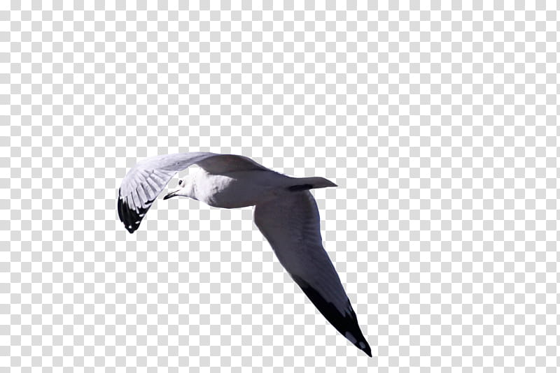 Cutout Seagull, white soaring bird transparent background PNG clipart