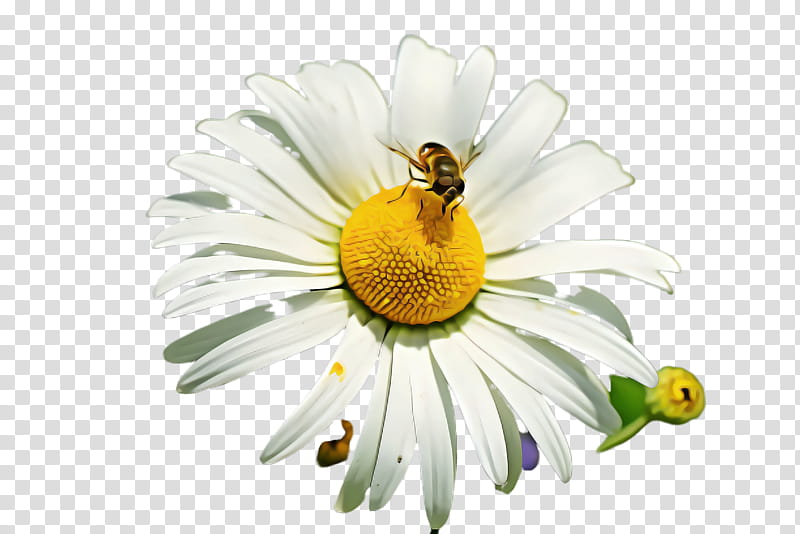 Daisy, Oxeye Daisy, White, Mayweed, Flower, Honeybee, Chamomile, Insect, Camomile transparent background PNG clipart
