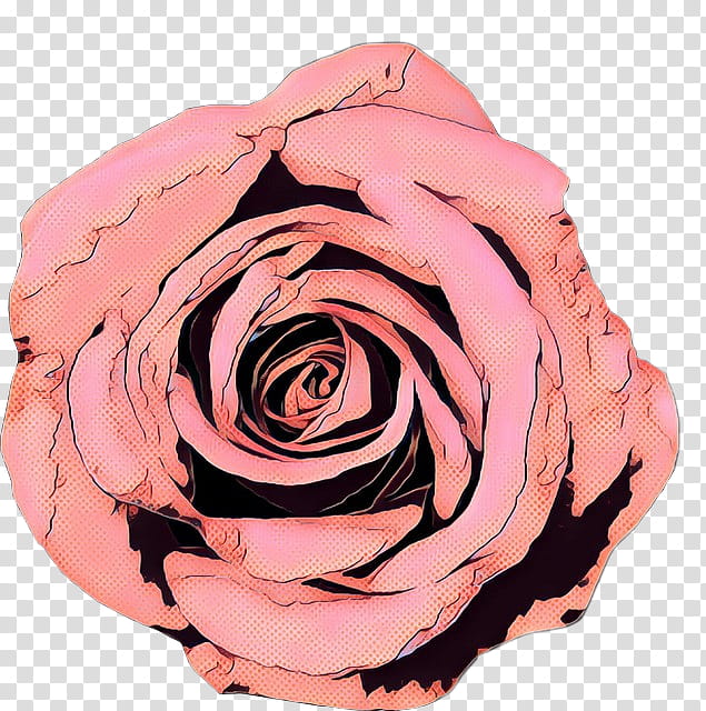 Pink Flower, Pop Art, Retro, Vintage, Garden Roses, Cabbage Rose, Cut Flowers, Petal transparent background PNG clipart