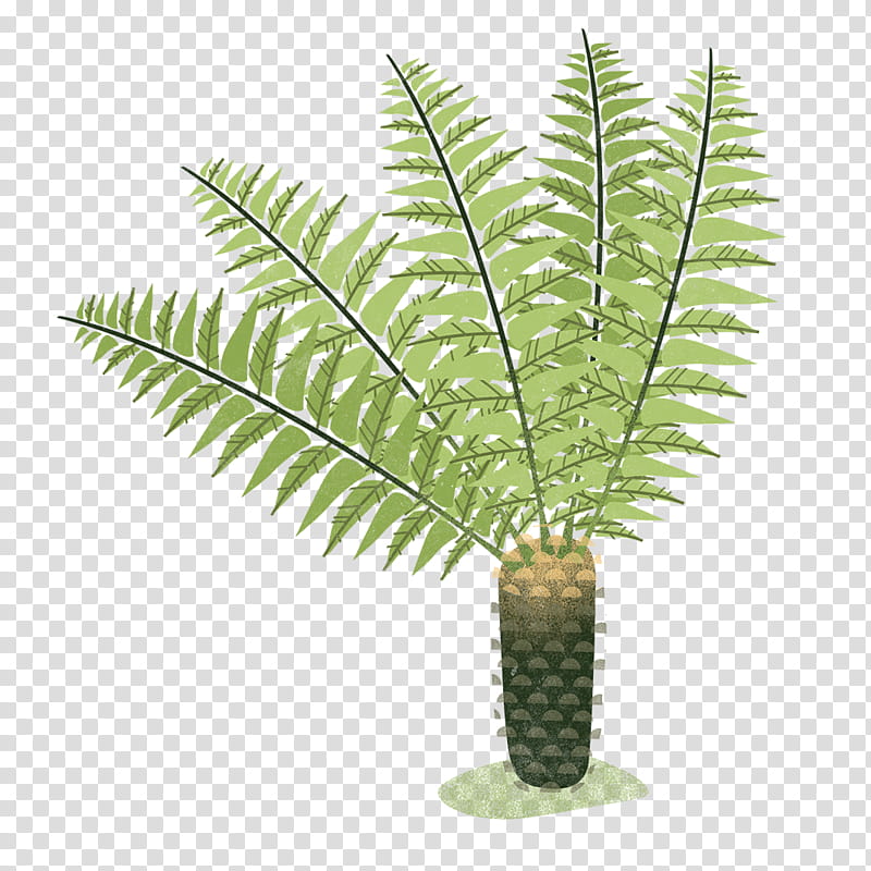 Tree, Fern, Puzzlegrass, Plants, Flowerpot, Plant Stem, Terrestrial Plant, Ferns And Horsetails transparent background PNG clipart