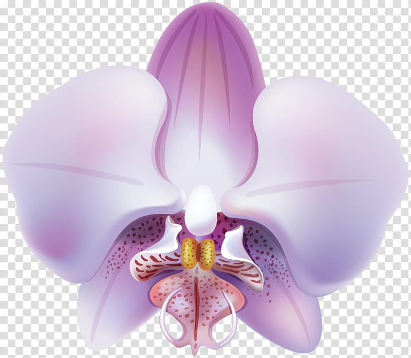 Pink Flower, Orchids, Dendrobium Orchids, Violet, Phalaenopsis Aphrodite, Yellow, Color, Purple transparent background PNG clipart
