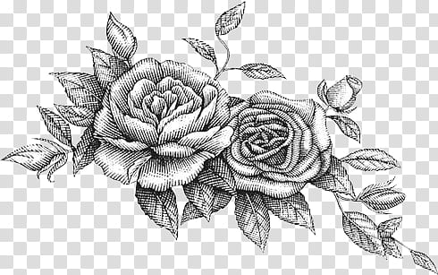 B and W, rose flowers illustration transparent background PNG clipart