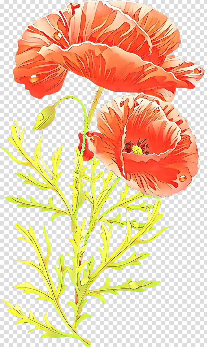 flower cut flowers plant petal flowering plant, Cartoon, Coquelicot, Oriental Poppy, Poppy Family, Corn Poppy transparent background PNG clipart