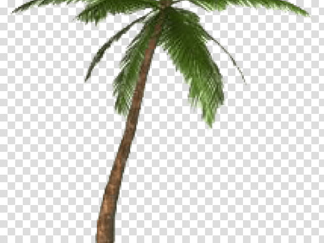 Date Tree Leaf, Palm Trees, California Palm, Mexican Fan Palm, Arecales, Fan Palms, Plant, Woody Plant transparent background PNG clipart
