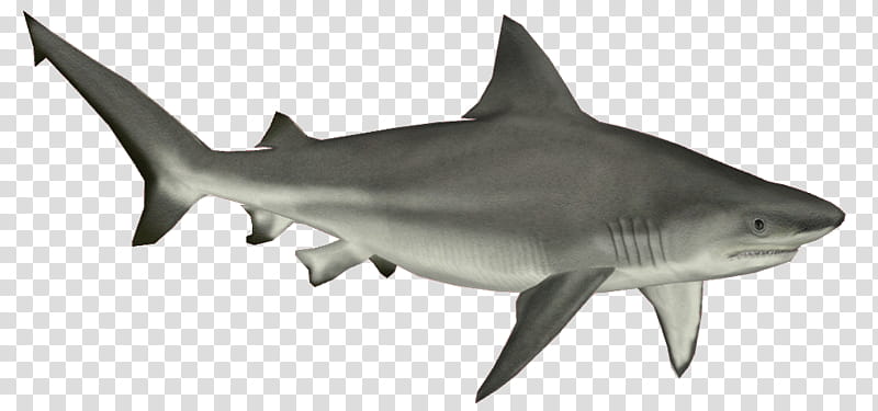 Great White Shark, Bull Shark, Cartilaginous Fishes, Tiger Shark, Blue Shark, Great Hammerhead, Sand Tiger Shark, Requiem Shark transparent background PNG clipart