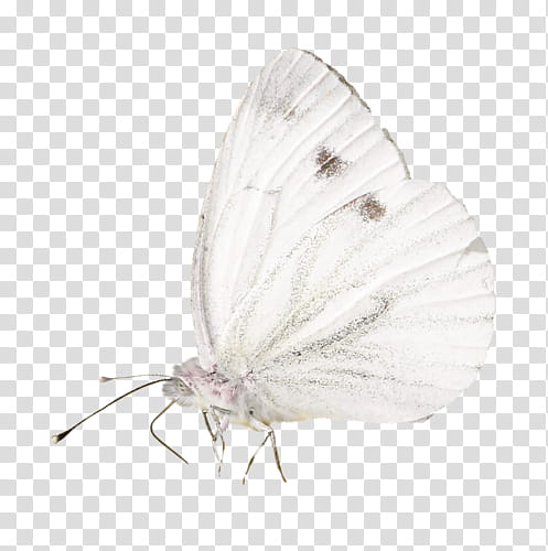 white moth transparent background PNG clipart