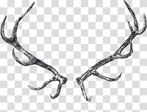 Reindeer, Moose, Drawing, Antler, Horn, Elk transparent background PNG clipart thumbnail