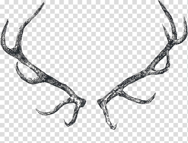 Reindeer, Moose, Drawing, Antler, Horn, Elk transparent background PNG clipart