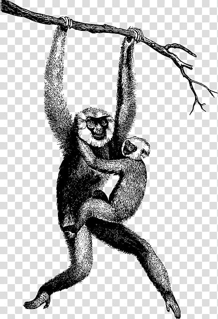 Monkey, Chimpanzee, Gibbon, Human, Drawing, Lar Gibbon, Ape, New World Monkey transparent background PNG clipart