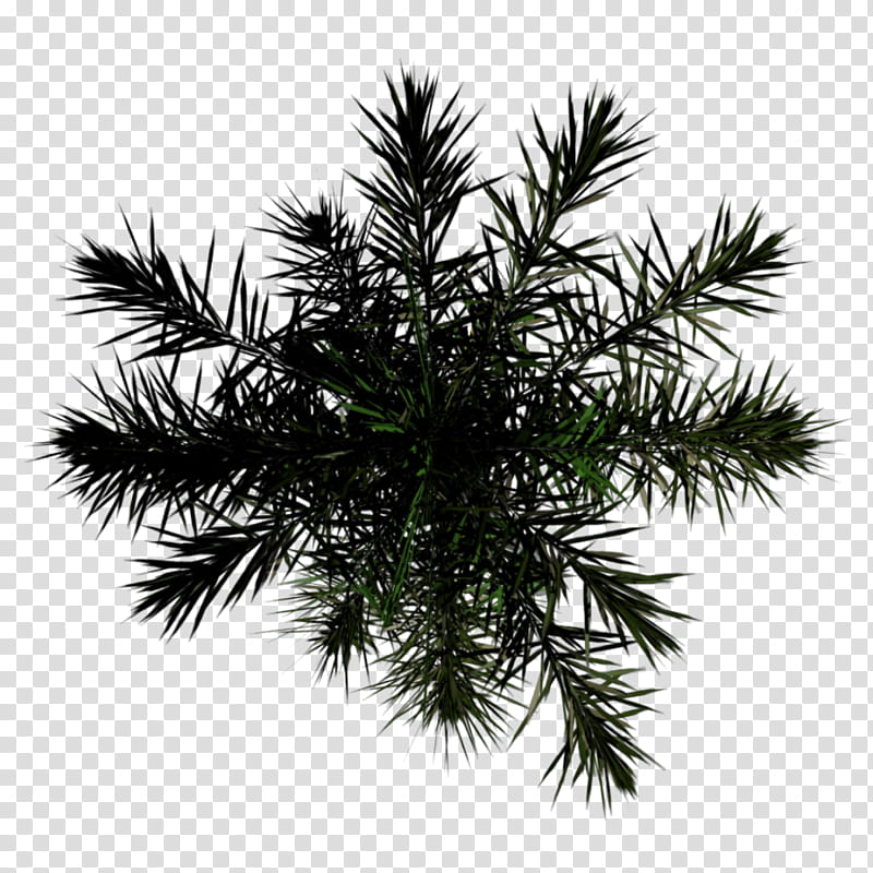 Palm Tree, Asian Palmyra Palm, Spruce, Palm Trees, Fir, Alpha Mapping, Alpha Compositing, Pine transparent background PNG clipart